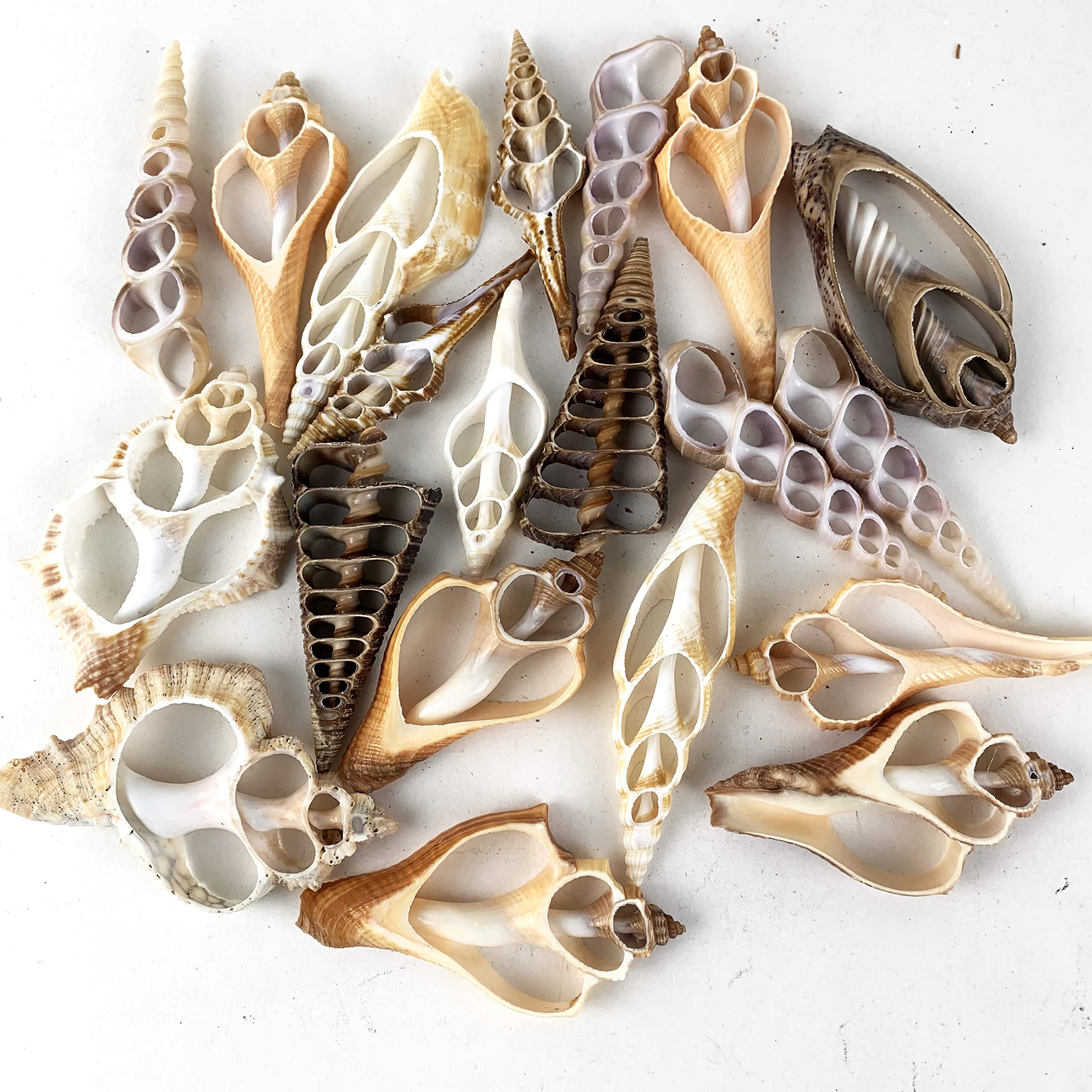 Amazon.com: Worlds 20pc Assorted Center Cut Sea Shells 2